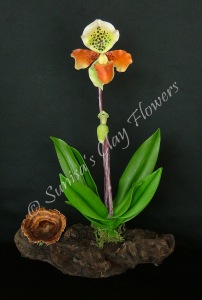 Paph. Lady Slipper #0213 x 9 inches $70
