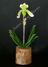 Paph. Lady Slipper #1513 x 6 inches$65